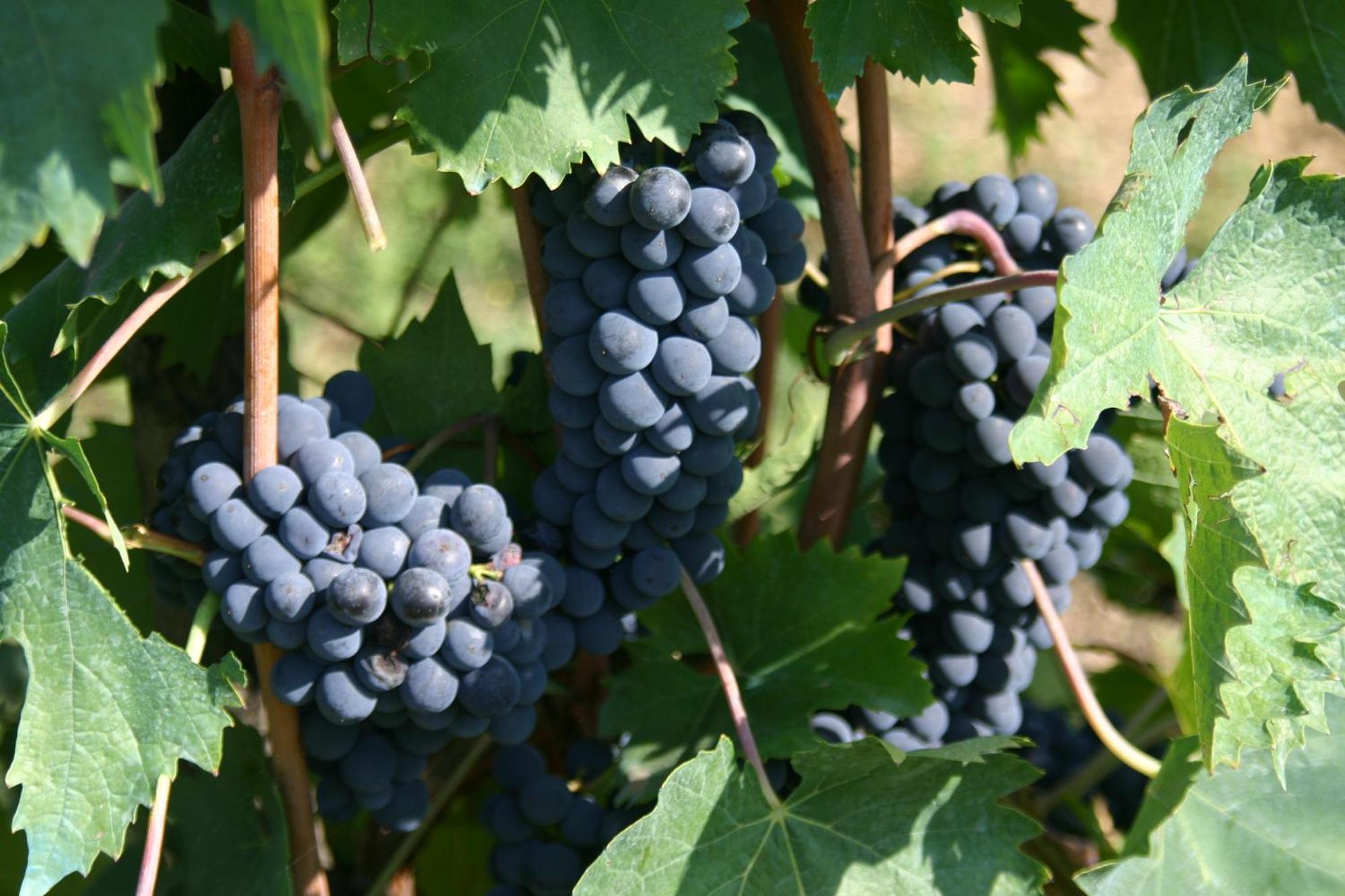 Agriturismo Podere La Cava Mercatale Val Di Pesa ภายนอก รูปภาพ
